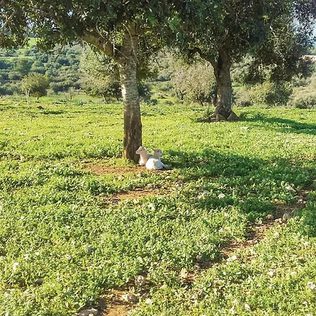 Awesome In Son Carrio With Kitchenette Holiday home Son Carrio (Llevant)